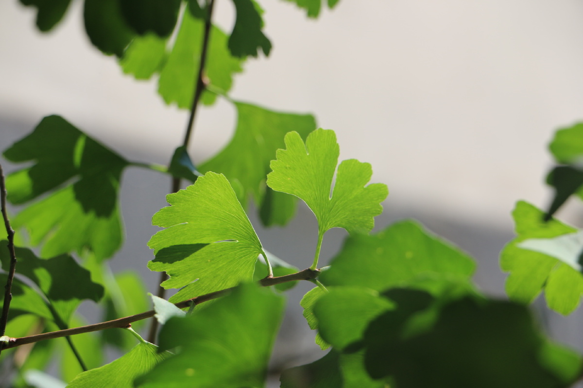 绿色的银杏叶 - 忧郁的无忧花 - 图虫
