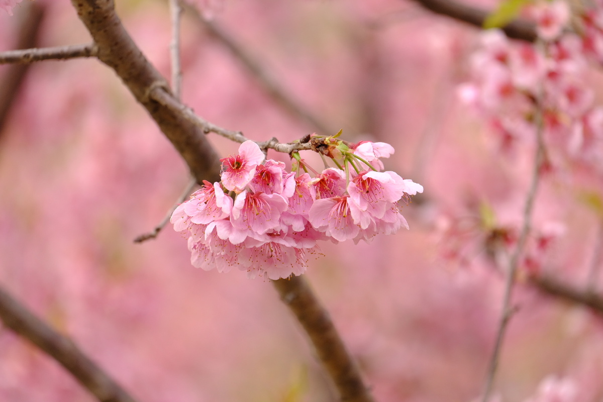 樱花大道早樱初绽珞珈广场倒是花团锦簇有无约拍