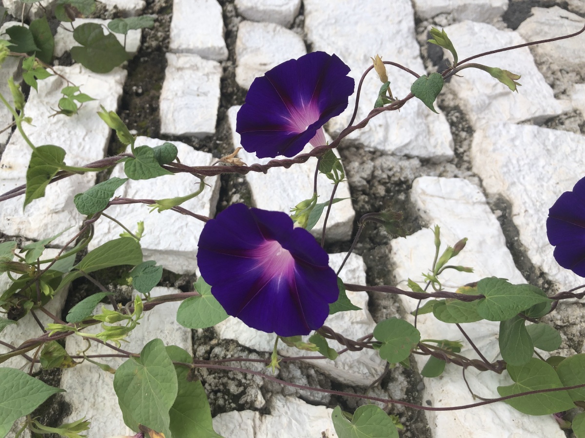 夕颜牵牛花的另一个名字