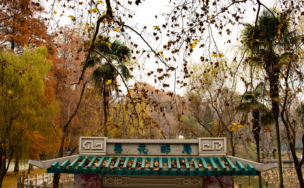 春天还会远吗地点武汉大学鉴湖