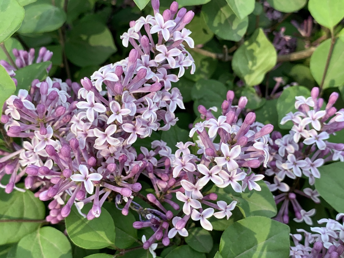 巧玲花小树墙丁香属植物