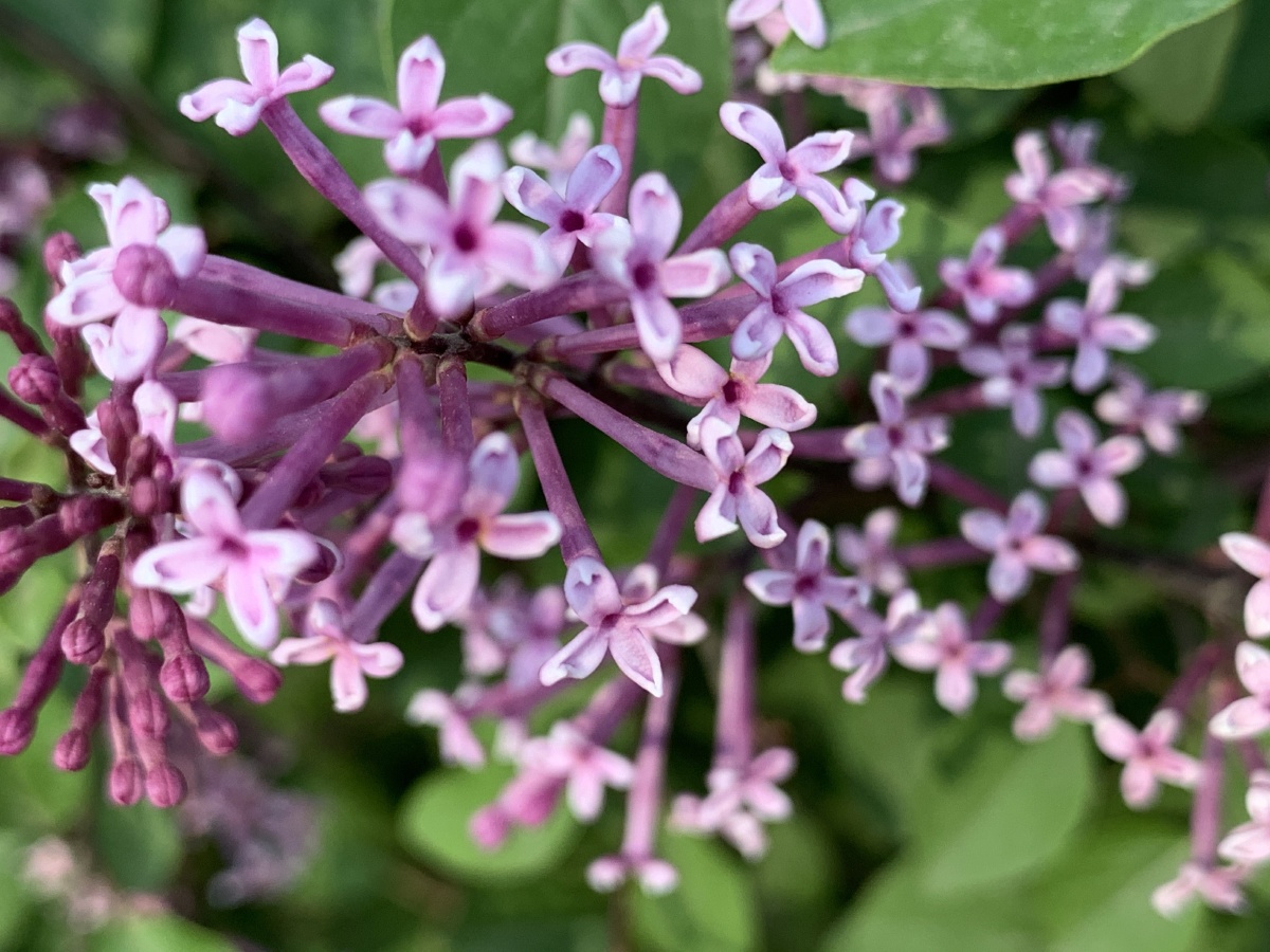 巧玲花小树墙丁香属植物