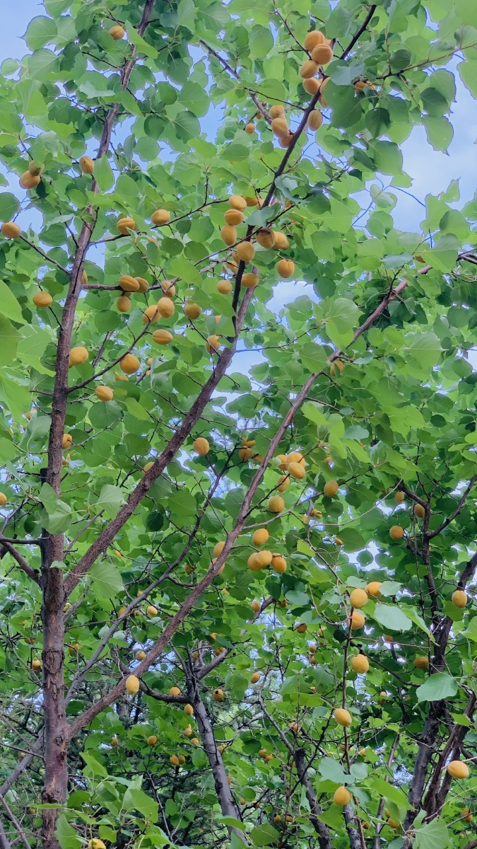 东北杏儿黄了的时节