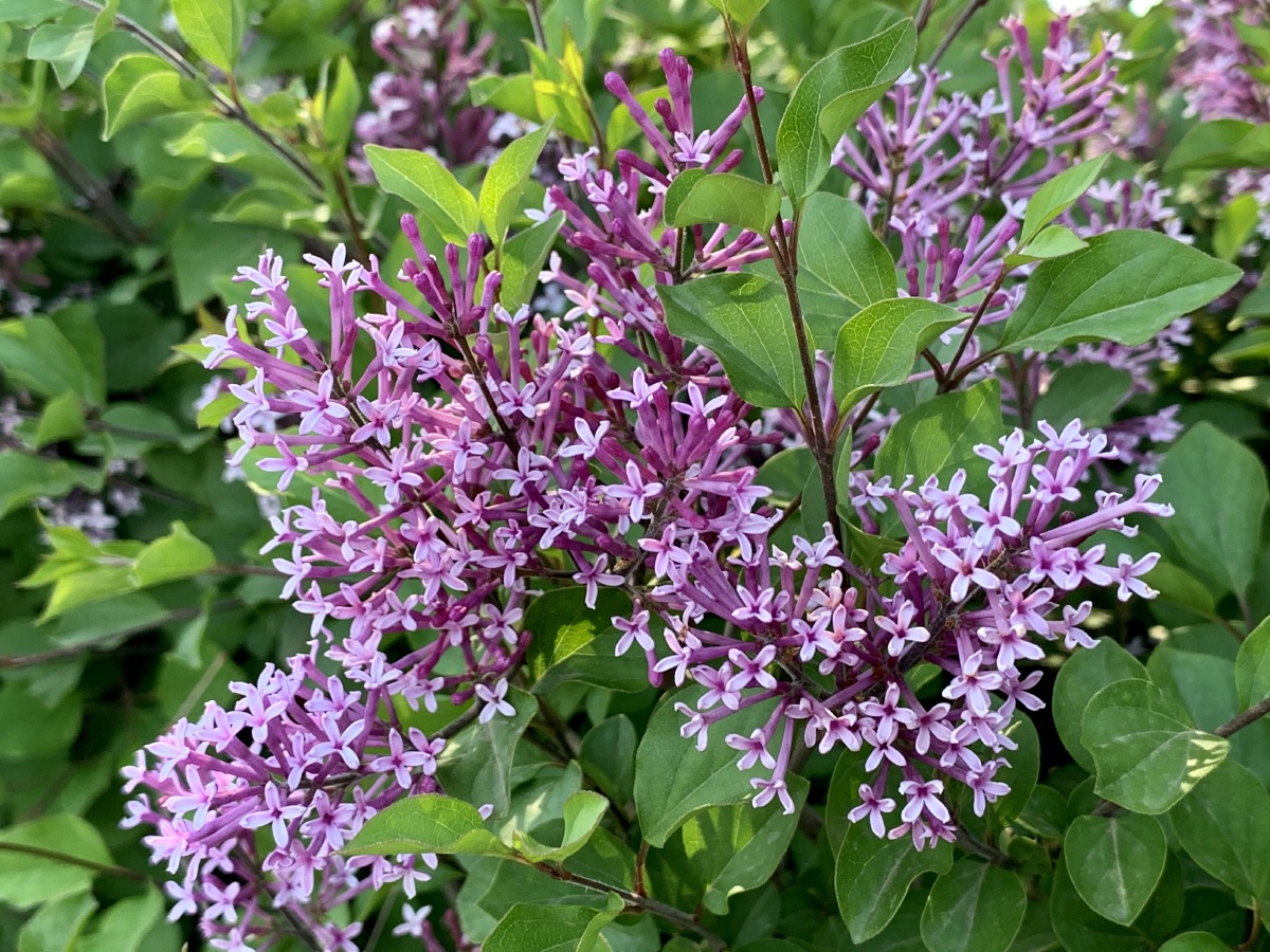 巧玲花小树墙丁香属植物