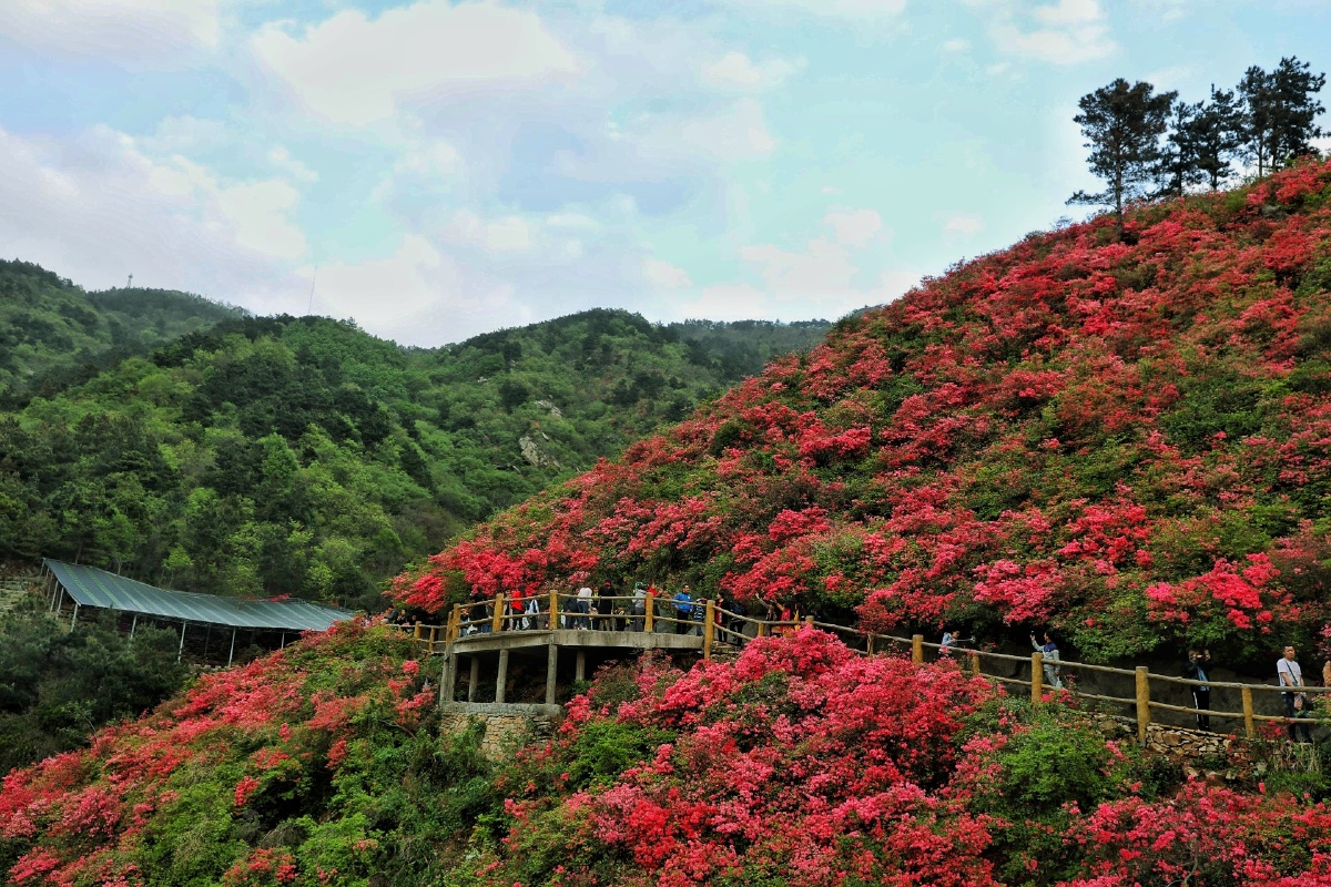 木兰云雾山杜鹃花开