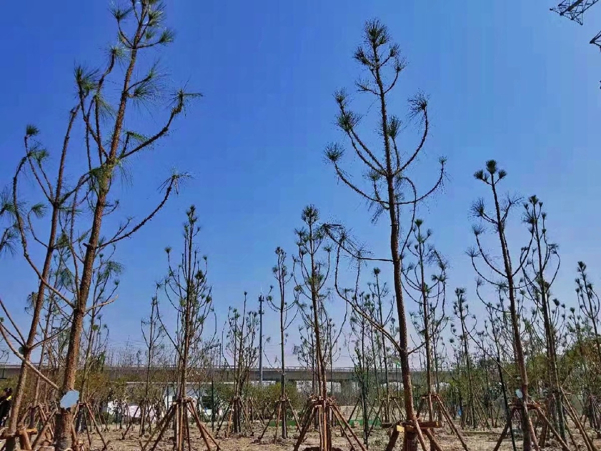 蚂蚁森林在杭州种下的湿地松