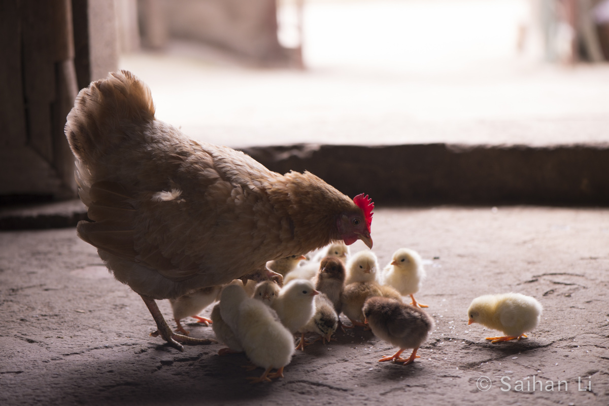 鸡妈妈和小鸡的故事