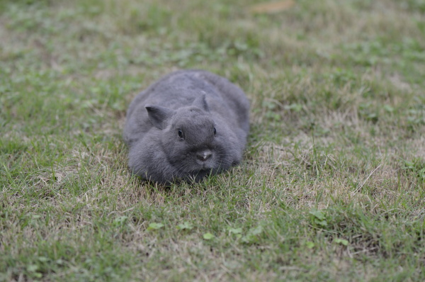 神宠萌兔多瓦夫兔