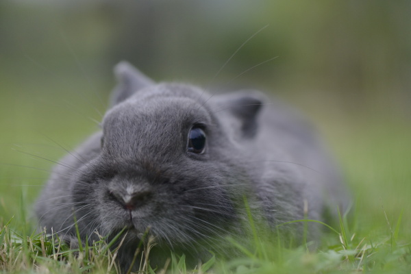神宠萌兔多瓦夫兔
