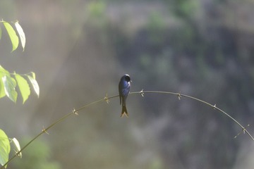 一只独秀