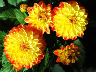 群芳