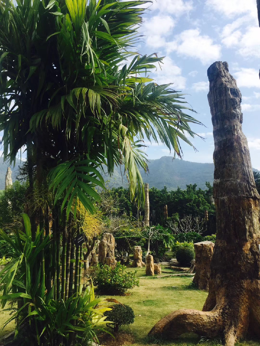 白垩纪的树化石