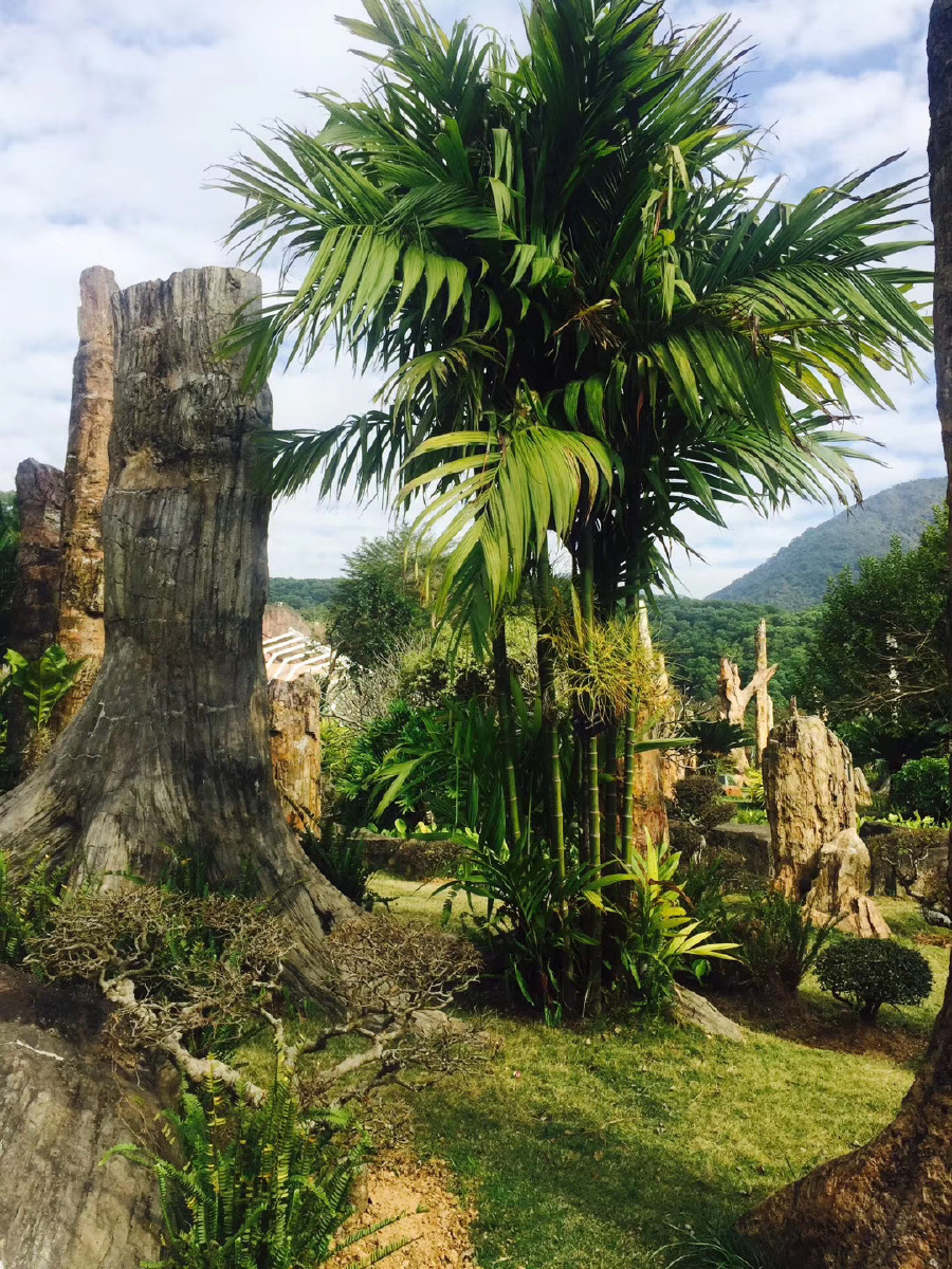 白垩纪的树化石