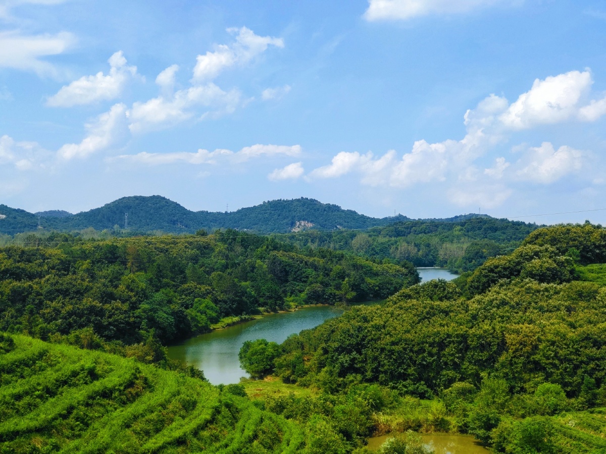 大别山 茶山风光 - 指定江山 - 图虫