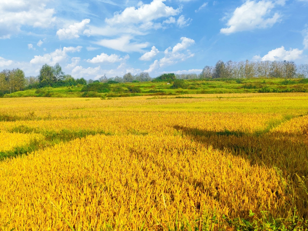 稻子一天天走向成熟空气里弥散着稻香