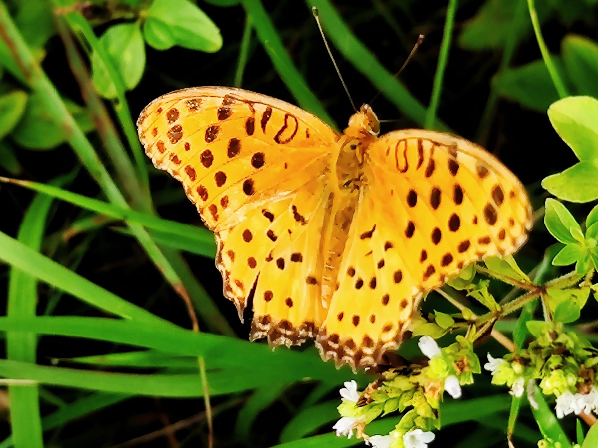 蝴蝶是自然界美丽的昆虫,它以优美的身姿,轻盈的体态,深深惹人喜爱,它