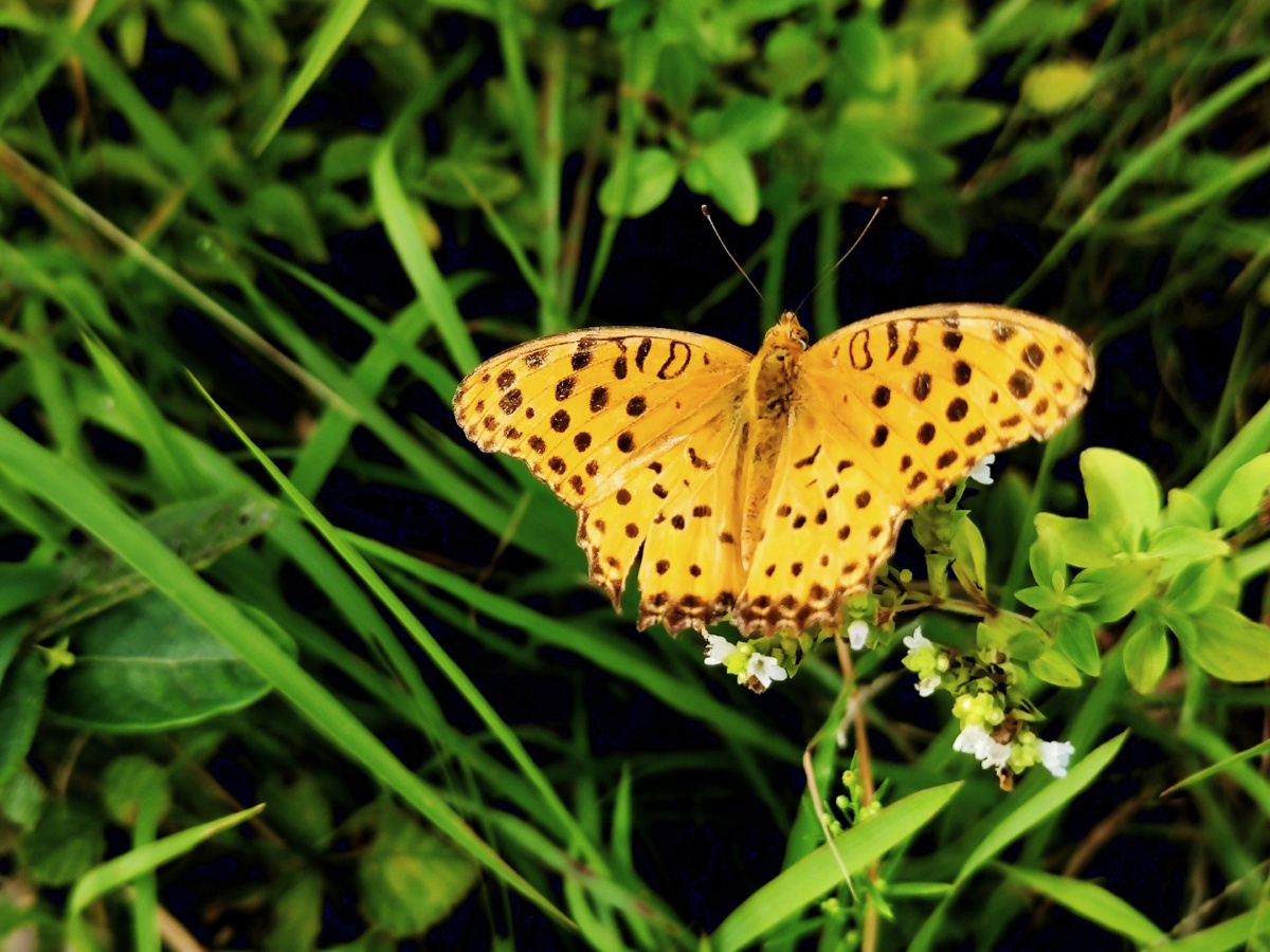 蝴蝶是自然界美丽的昆虫,它以优美的身姿,轻盈的体态,深深惹人喜爱,它