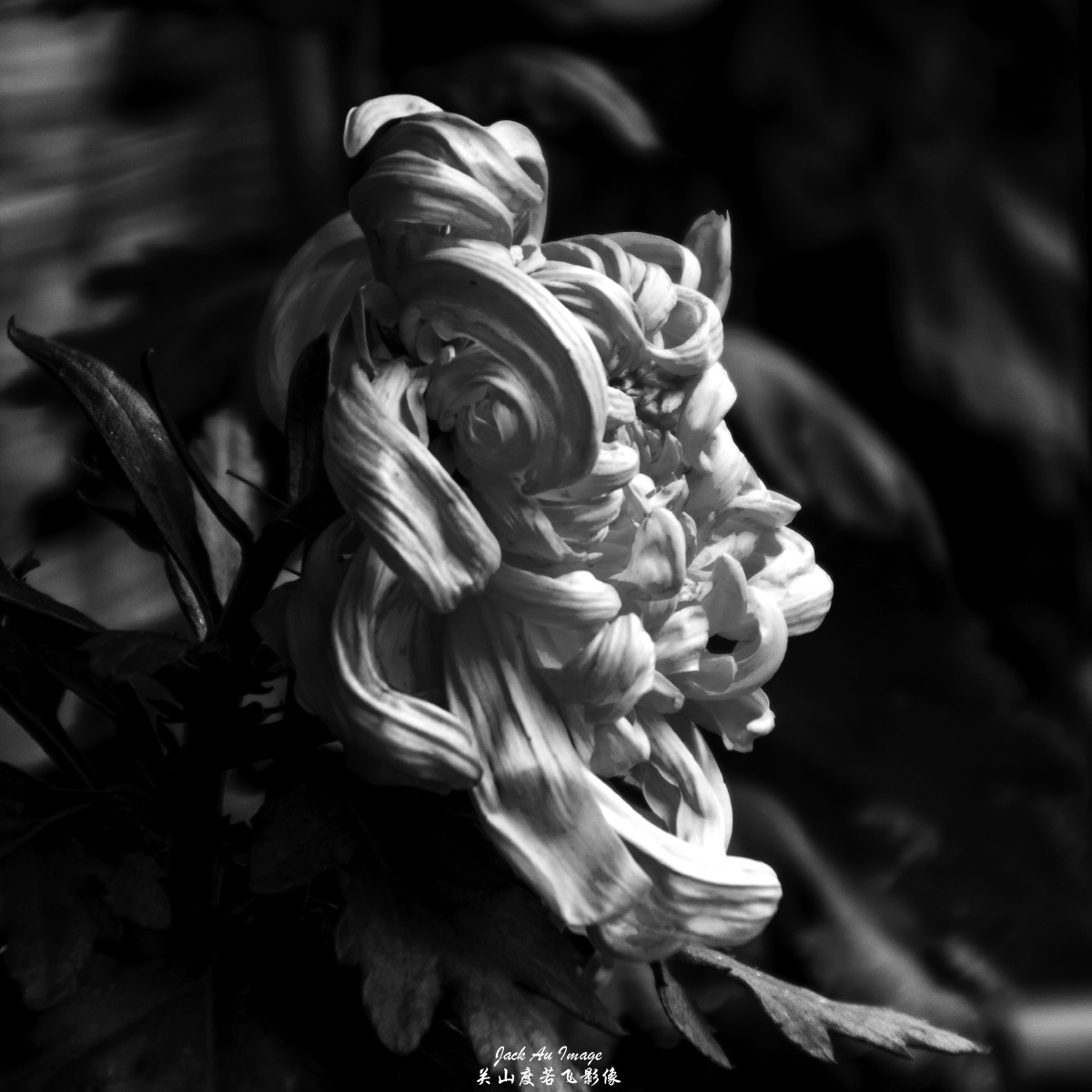 光影图记墨菊图