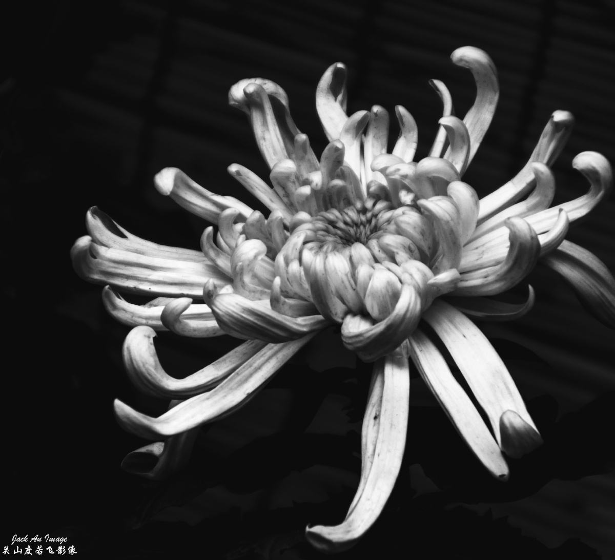 光影图记墨菊图