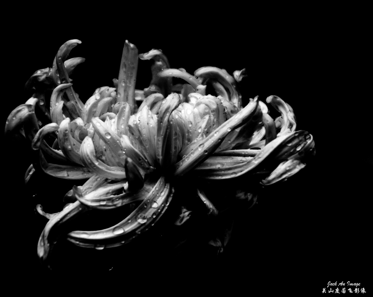 光影图记墨菊图