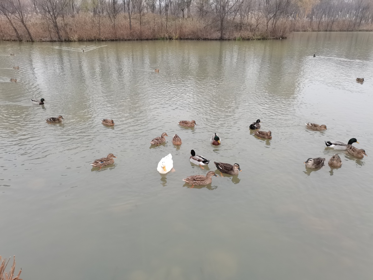 河水中嬉戏的鸭群
