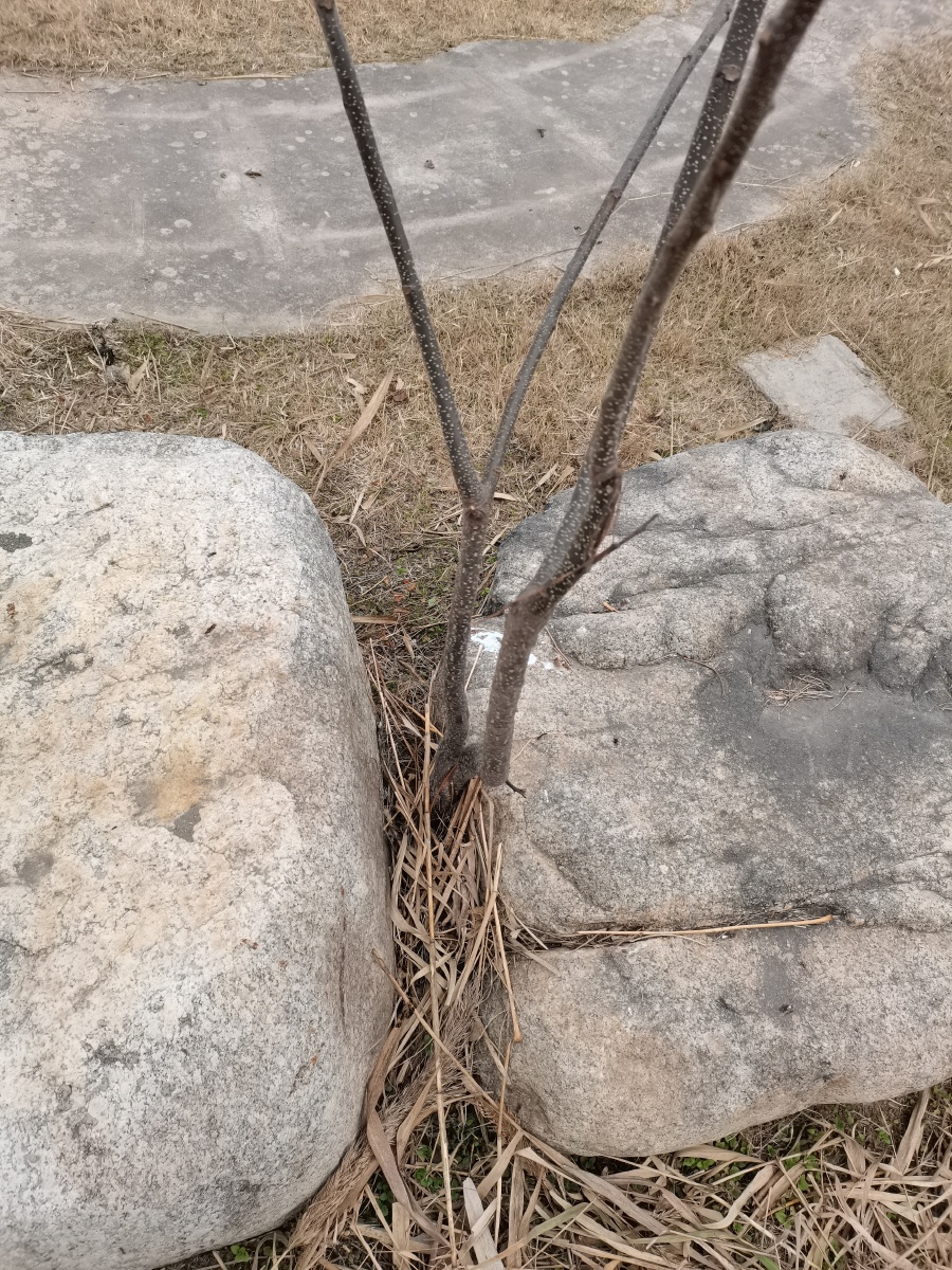 顽强的生命夹缝中求生存