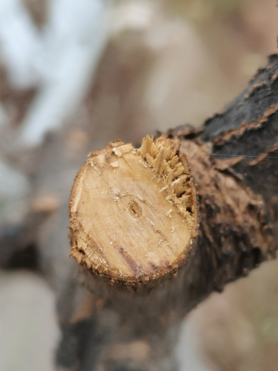 树墩树桩断木断树枝