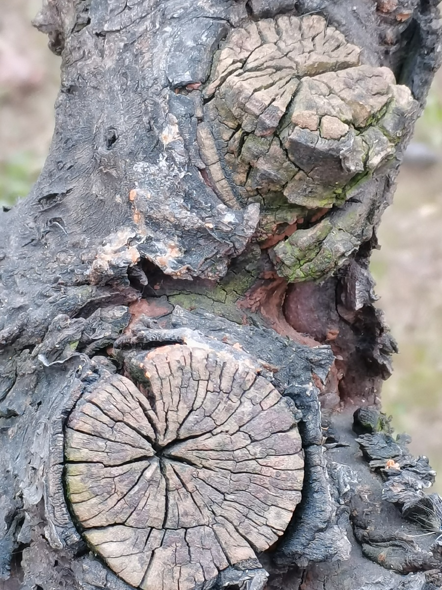 树墩树桩断木断树枝