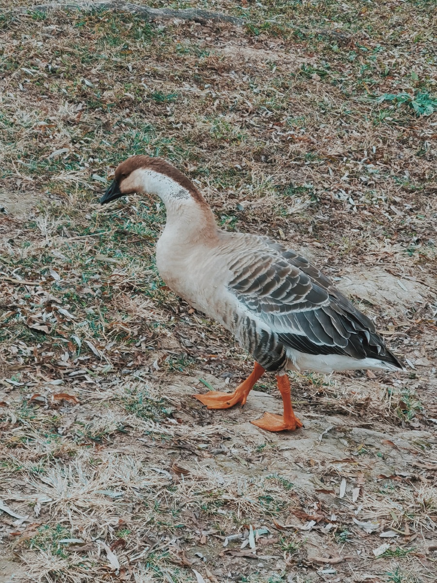 草丛河流中的野生大白鹅它在找食吃