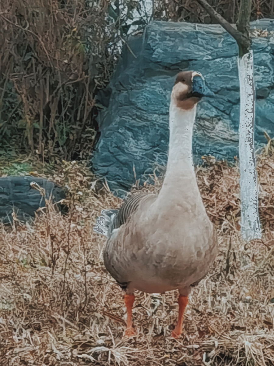 草丛河流中的野生大白鹅它在找食吃
