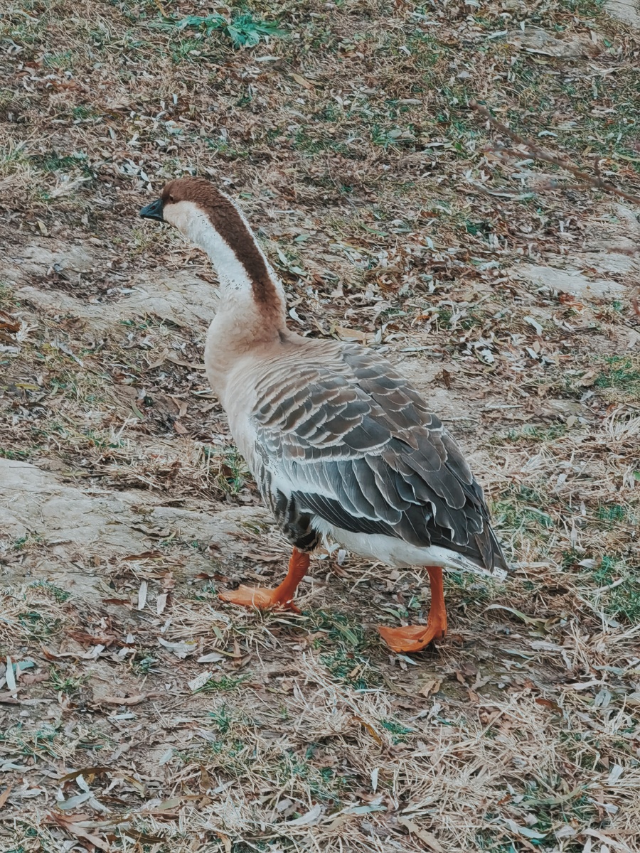 草丛河流中的野生大白鹅它在找食吃