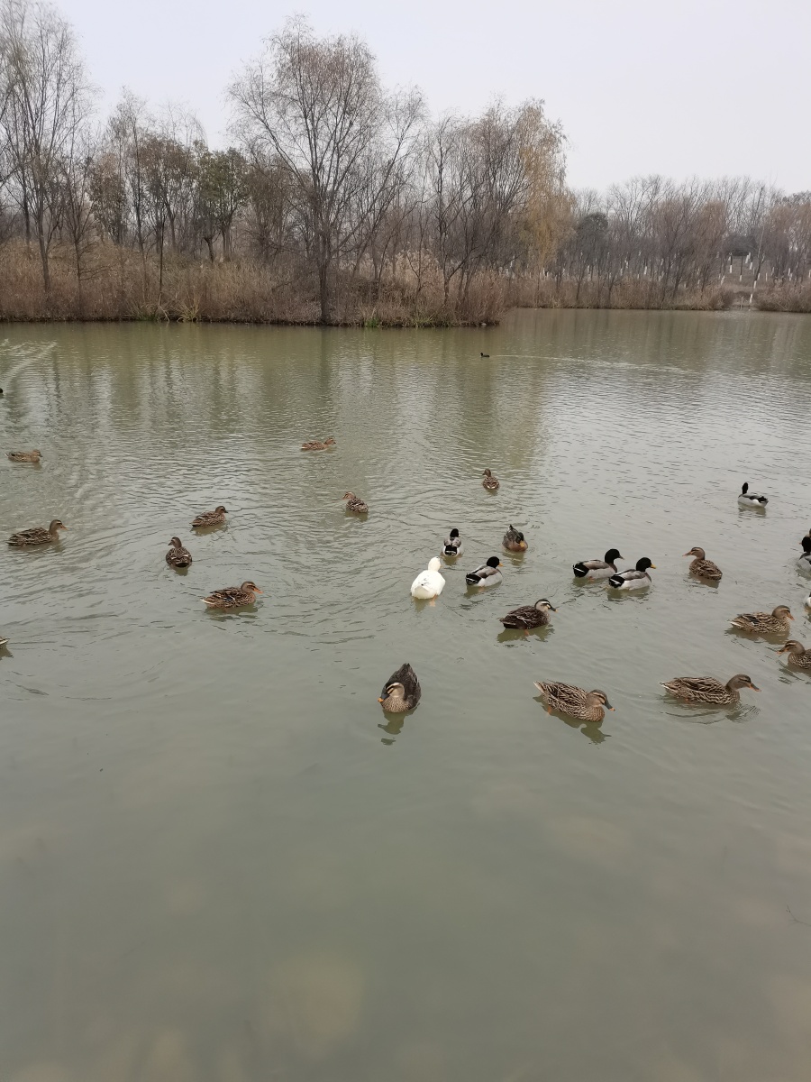 河水中嬉戏的鸭群