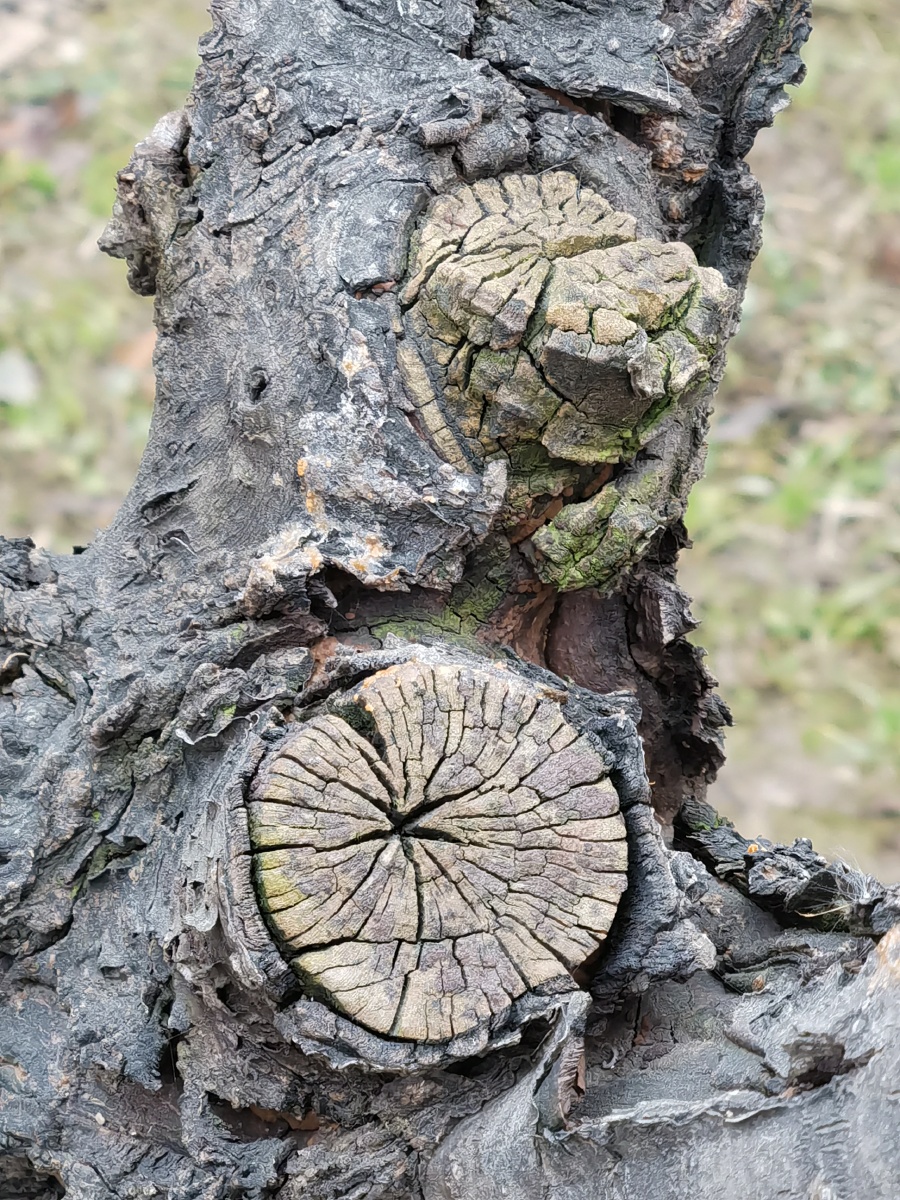 树墩树桩断木断树枝