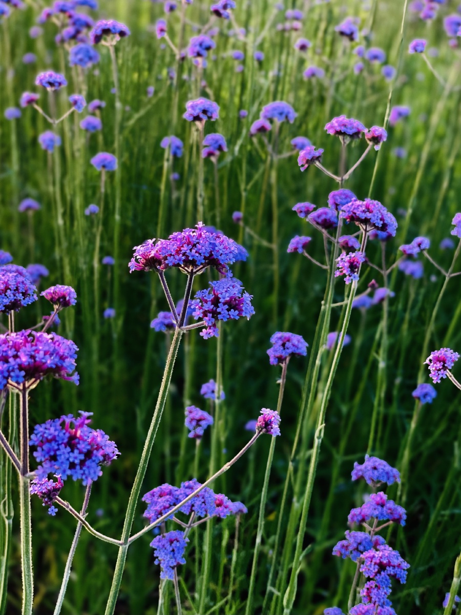 夕阳下的马鞭草紫得很高级