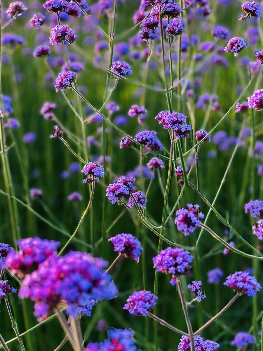 夕阳下的马鞭草紫得很高级