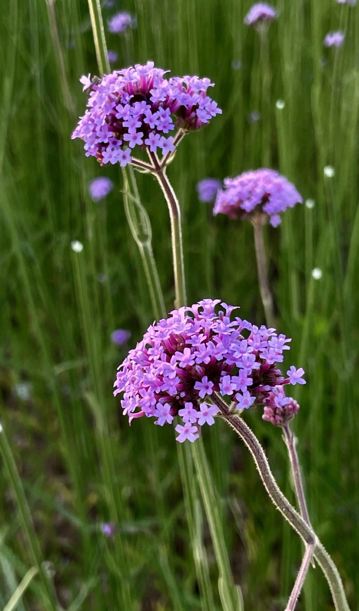 夕阳下的马鞭草紫得很高级