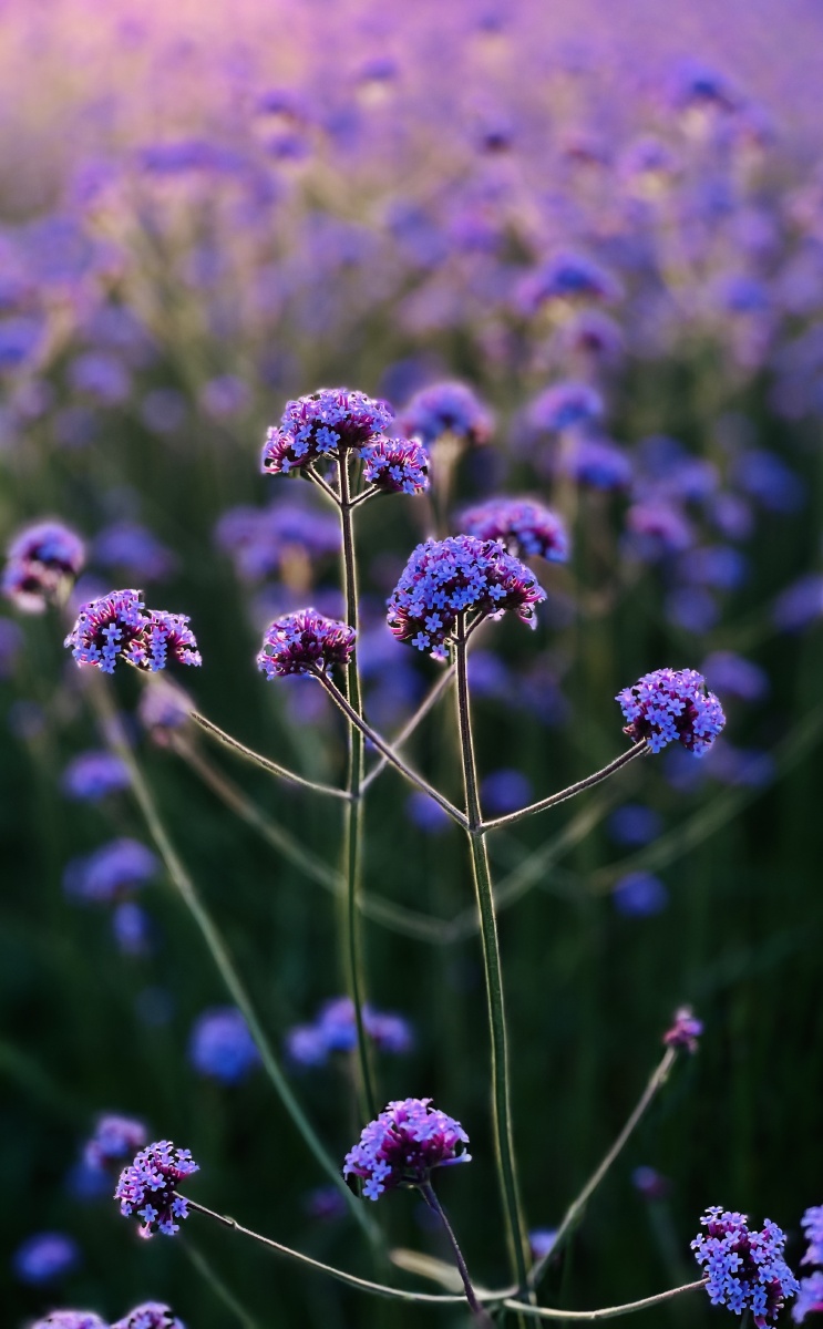 夕阳下的马鞭草紫得很高级