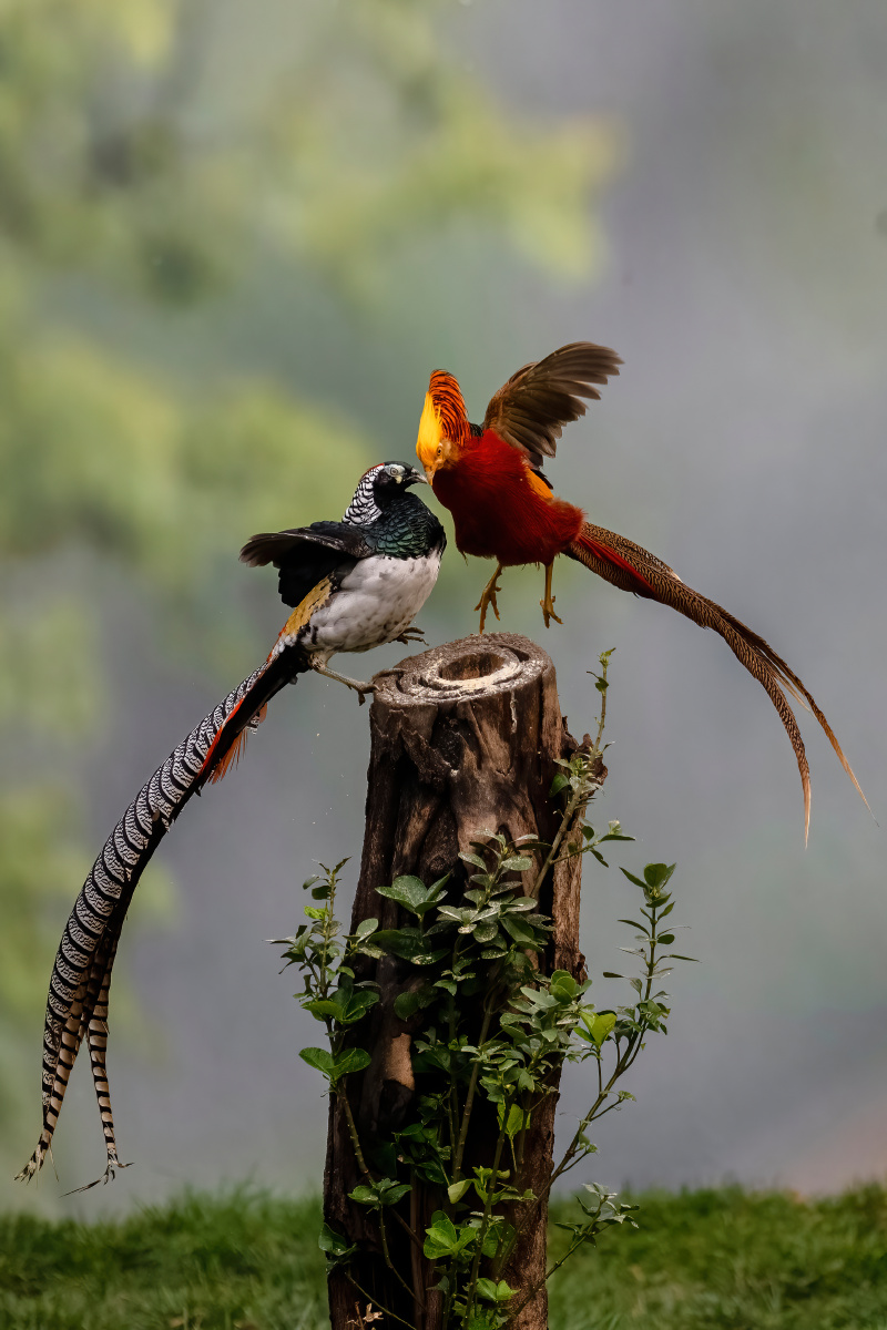 红腹锦鸡与白腹锦鸡 - 风清99 - 图虫