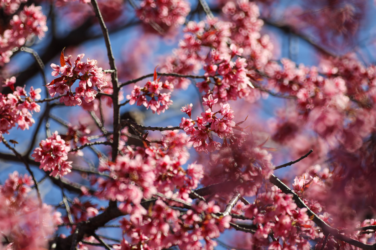 温润保山冬樱盛开