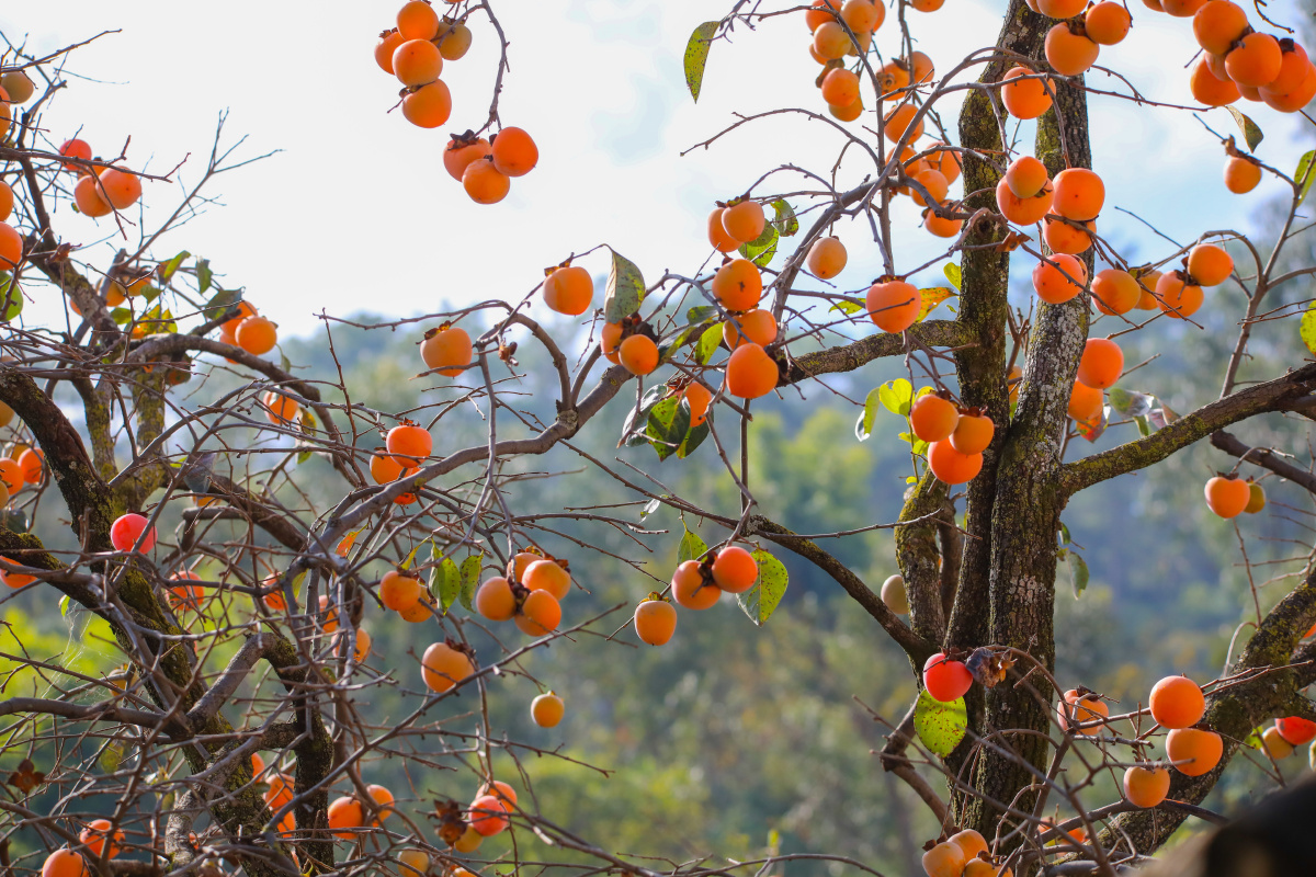 又是一年柿子红