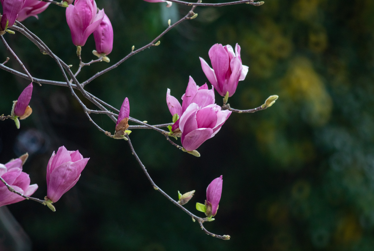 玉兰花开迎春到