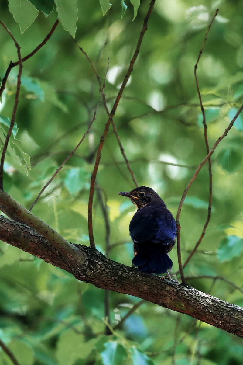 乌鸫瑞典的国鸟