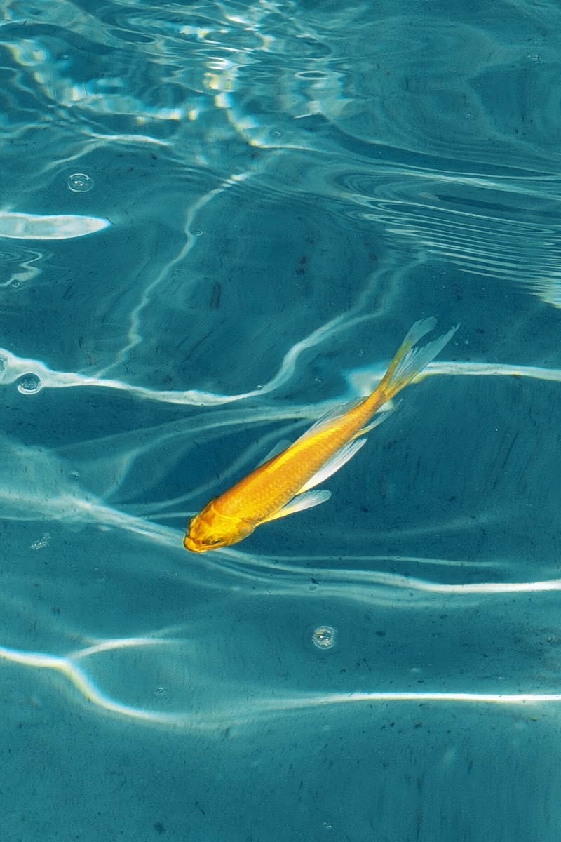 一条金色的鲤鱼