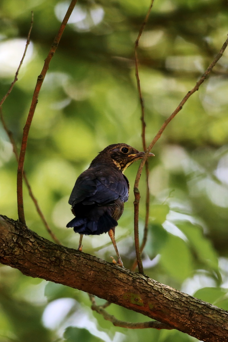 乌鸫瑞典的国鸟
