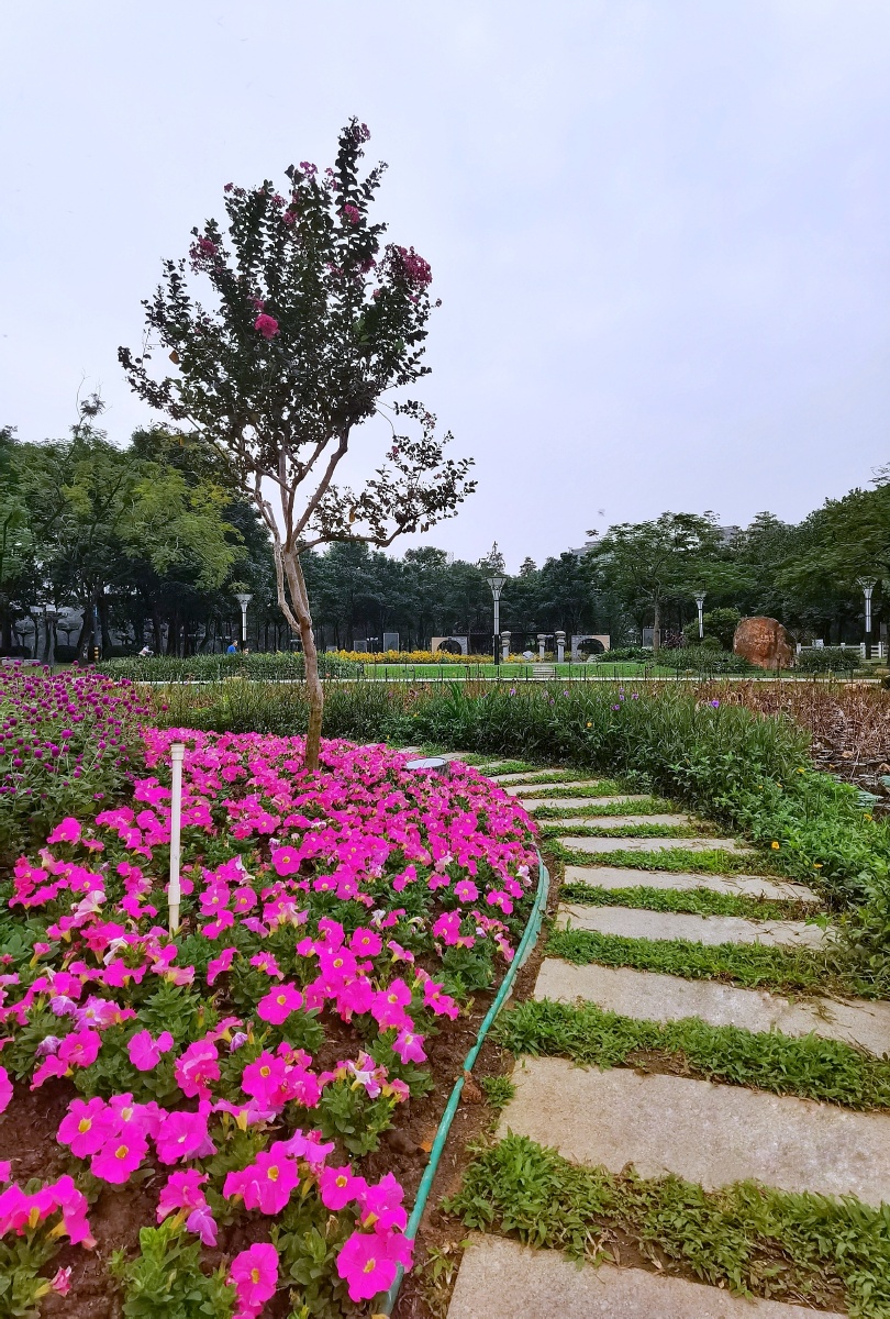 秋天的花丛小路