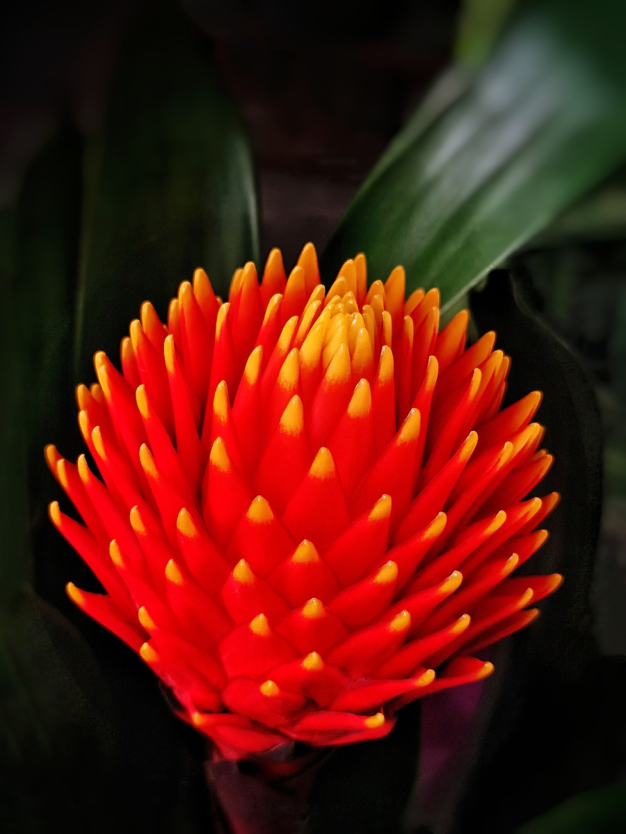 鸿运当头火炬凤梨