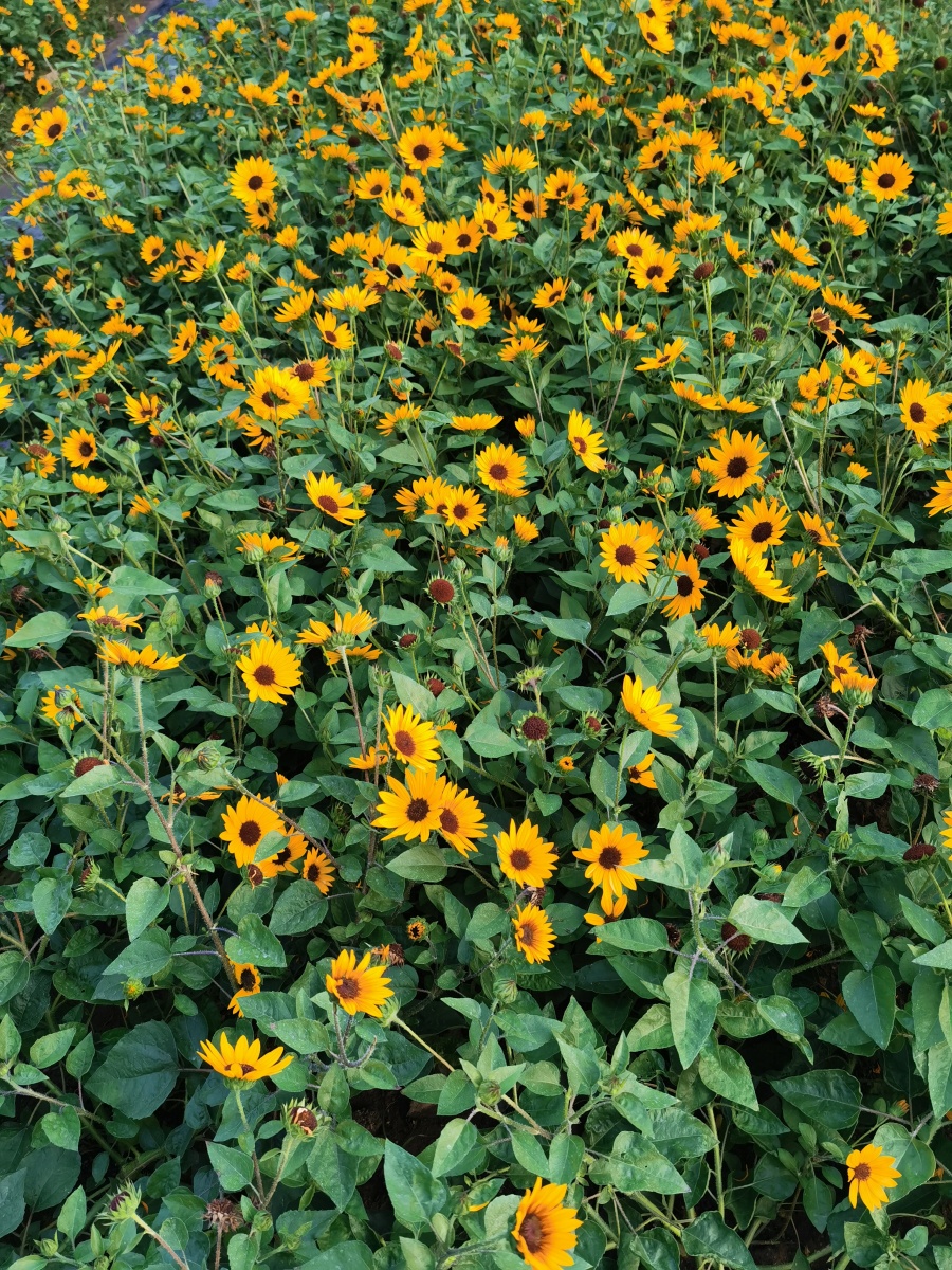 向日葵花丛 - 蓝影718 - 图虫