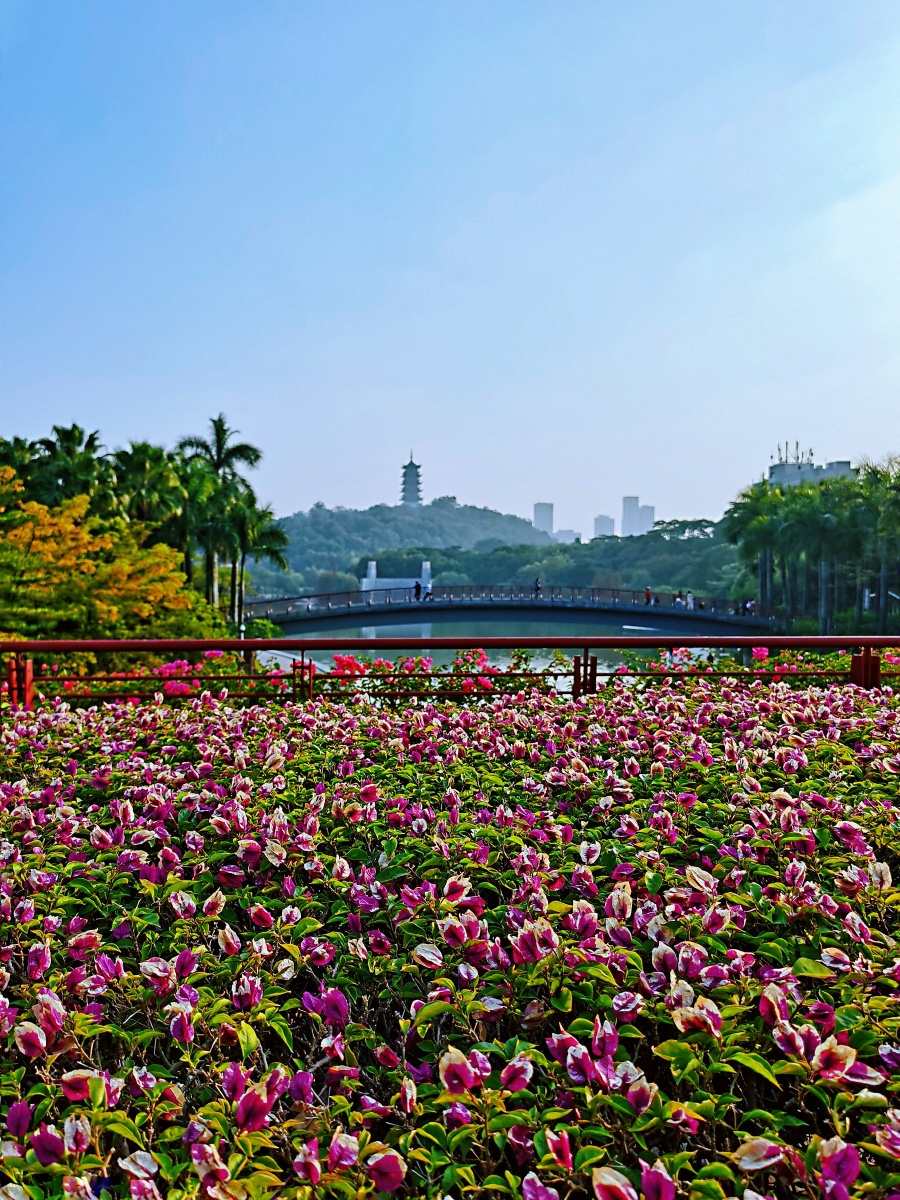 变色三角梅风景