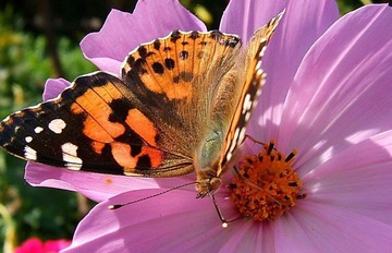蝴蝶花