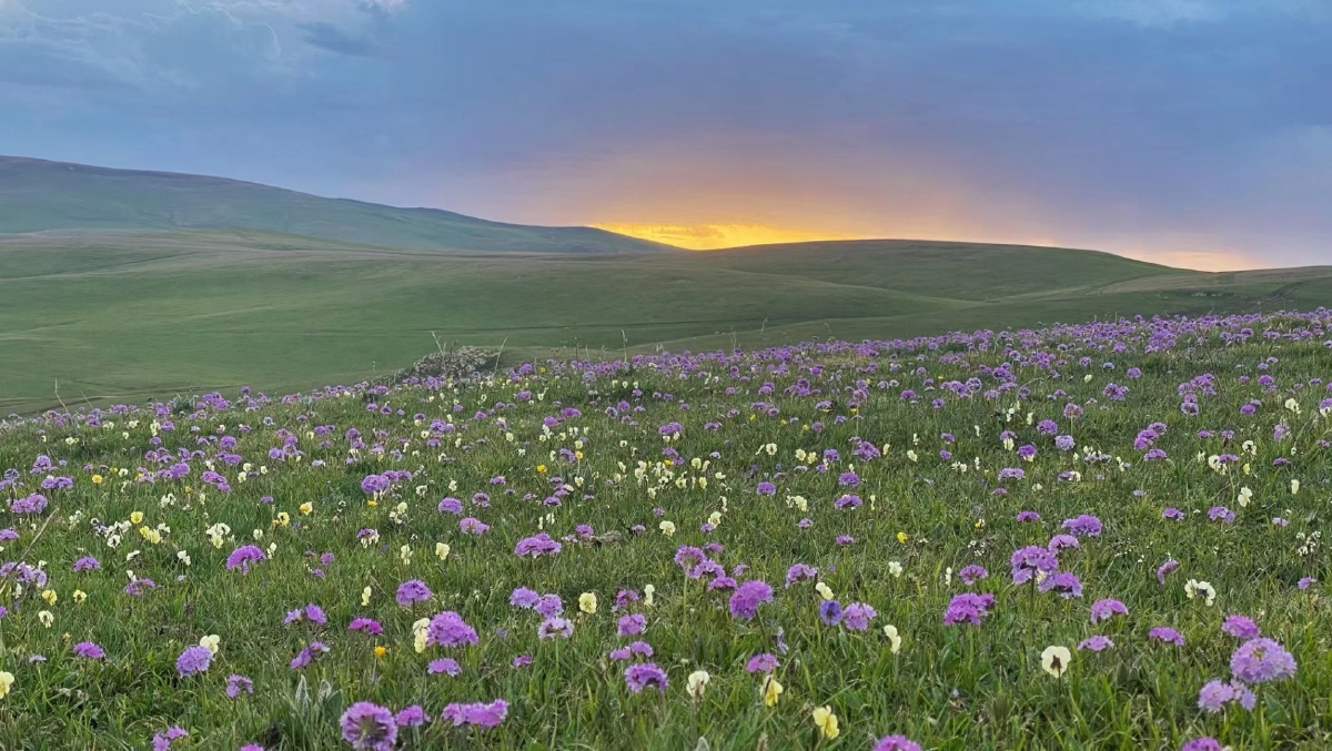 喀拉峻鲜花草地